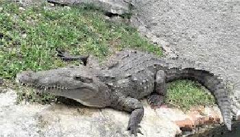 Black river safari croc.